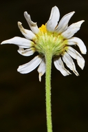 Tripleurospermum inodorum