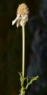Tripleurospermum inodorum