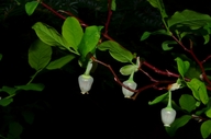 Vaccinium ovalifolium