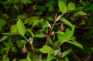 Vaccinium ovalifolium