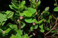 Vaccinium ovalifolium