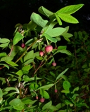 Vaccinium ovalifolium