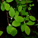 Vaccinium ovalifolium