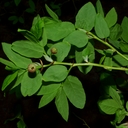 Vaccinium ovalifolium