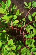 Vaccinium ovalifolium