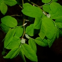 Vaccinium ovalifolium