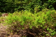Vaccinium ovalifolium