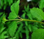 Viburnum opulus