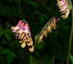 Vicia nigricans var. gigantea