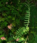 Vicia nigricans var. gigantea