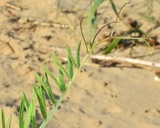 Vicia nigricans var. gigantea