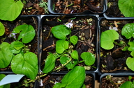 Viola palustris