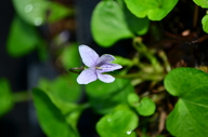 Viola palustris