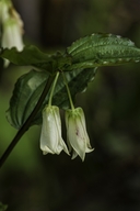 Smith's Fairybell