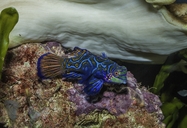 Mandarinfish