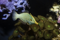 Orange Spotted-filefish