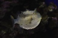 Ornate Cowfish