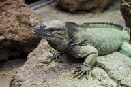 Rhinoceros Iguana