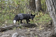 Silver Fox