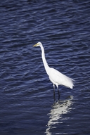 Ardea alba egretta