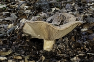 Golden Milkcap