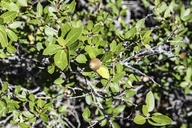 Quercus vacciniifolia