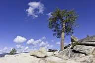 Pinus jeffreyi