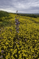 Common Goldfields