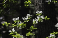 Cornus nuttallii