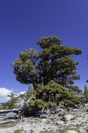 Juniperus grandis