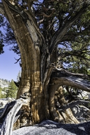 Juniperus grandis