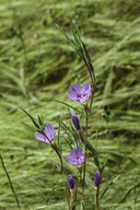Clarkia purpurea