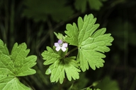 Geranium potentilloides