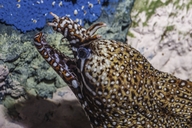 Dragon Eel