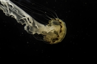 Chrysaora chinensis