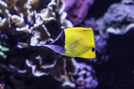 Longnosed Butterflyfish