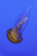Pacific Sea Nettle