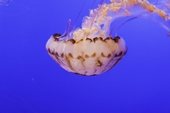 Purple-striped Jelly