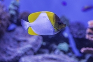 Pyramid Butterflyfish