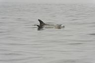 Risso's Dolphin
