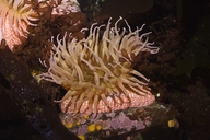 White-spotted Rose Anemone