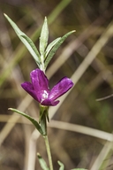 Clarkia purpurea