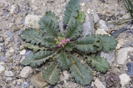 Aliciella latifolia
