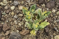 Mentzelia reflexa