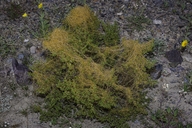Cuscuta denticulata