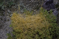 Cuscuta denticulata