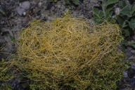 Cuscuta denticulata