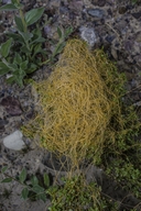 Cuscuta denticulata