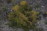 Cuscuta denticulata