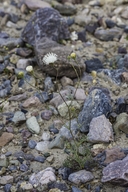Chaenactis carphoclinia